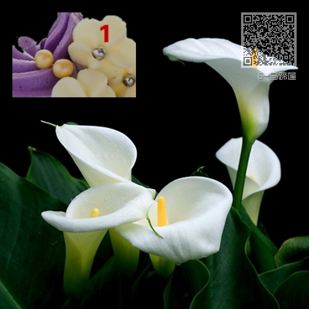 6-马蹄莲 6-马蹄莲