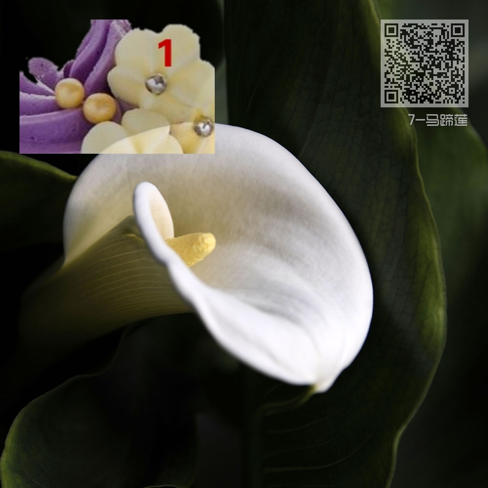 7-马蹄莲 7-马蹄莲