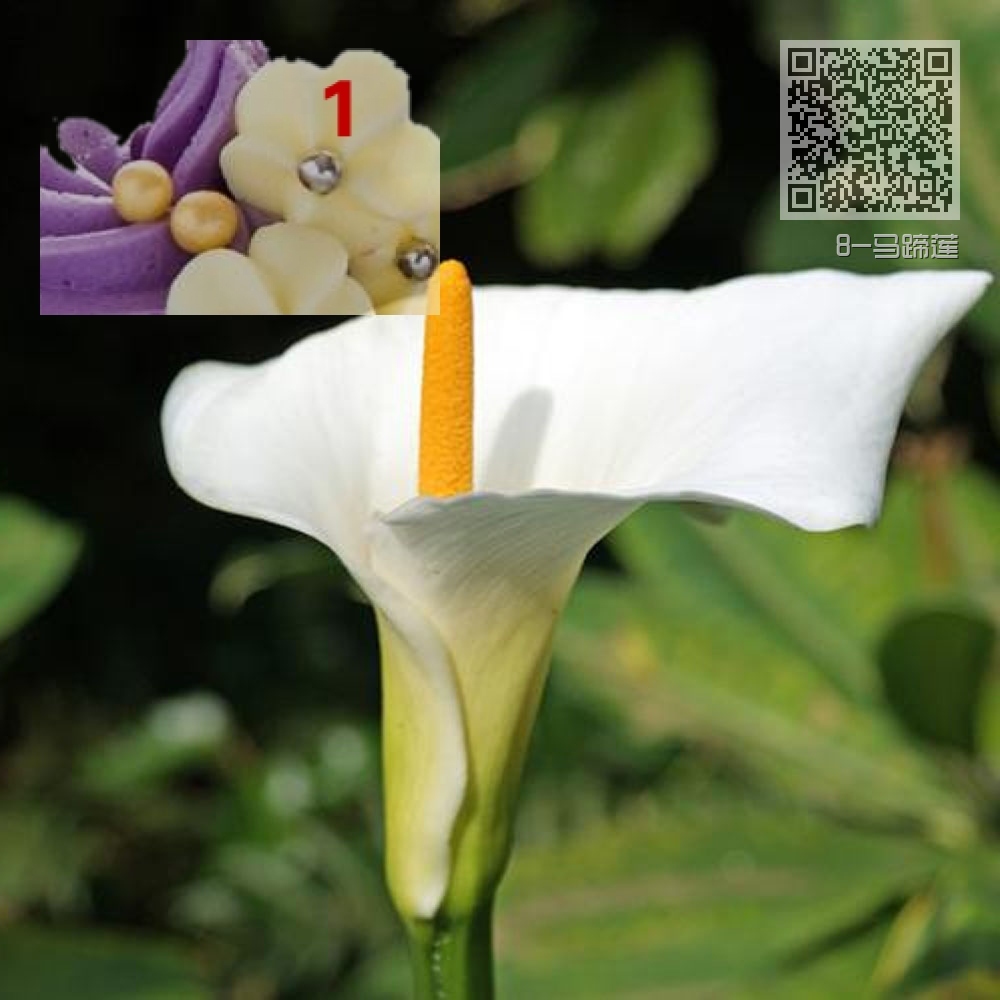 8-马蹄莲 8-马蹄莲