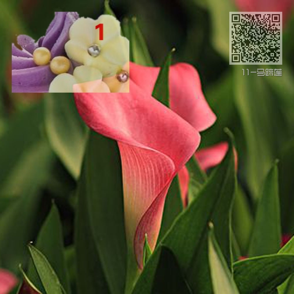 11-马蹄莲 11-马蹄莲
