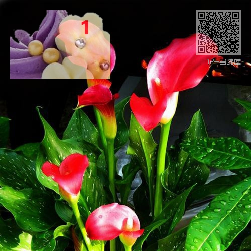 12-马蹄莲 12-马蹄莲