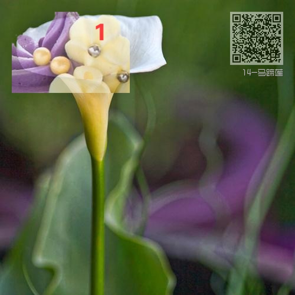 14-马蹄莲 14-马蹄莲