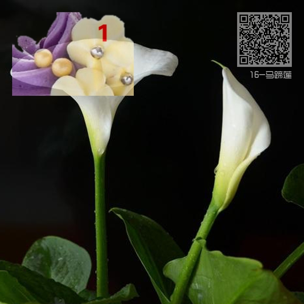 16-马蹄莲 16-马蹄莲