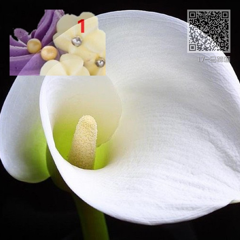 17-马蹄莲 17-马蹄莲