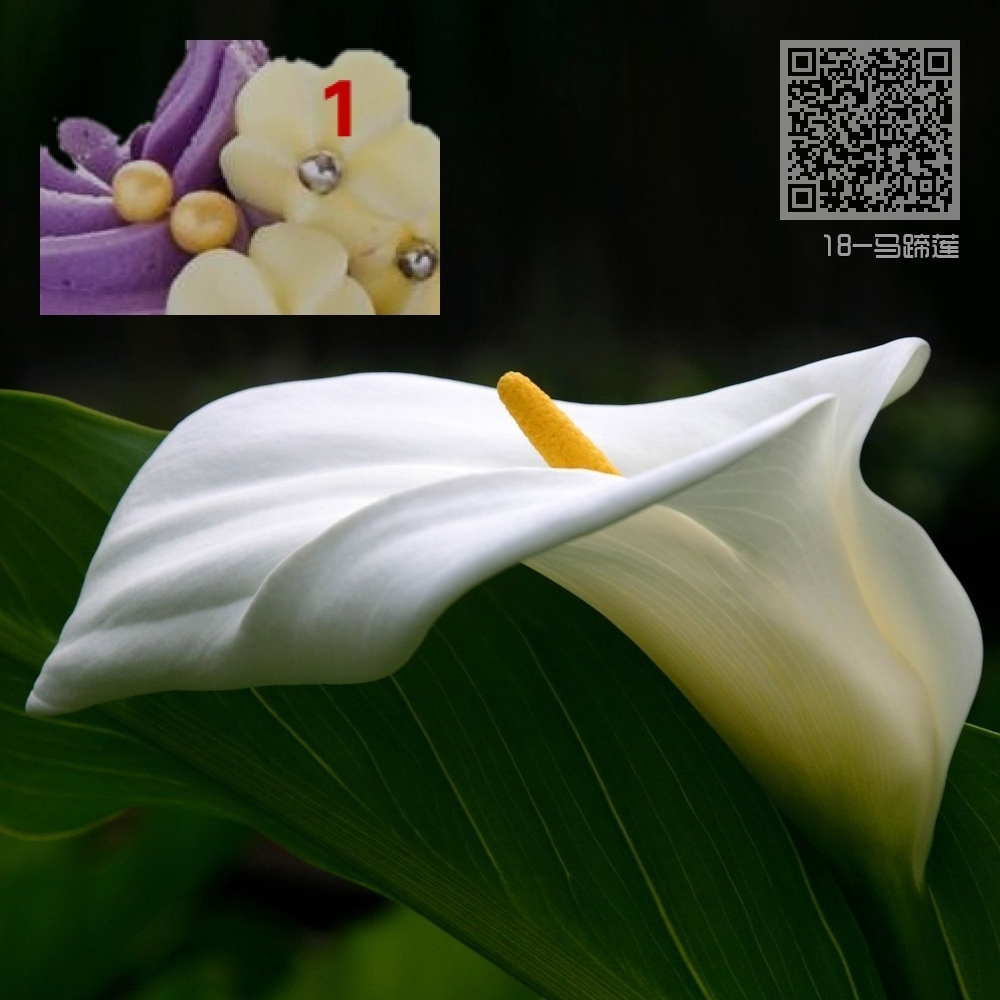 18-马蹄莲 18-马蹄莲