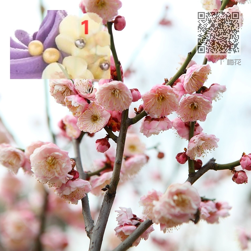 1 梅花 1 梅花