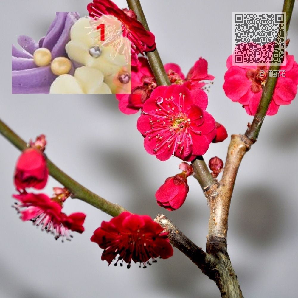 2 梅花 2 梅花