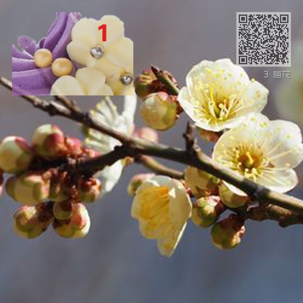 3 梅花 3 梅花