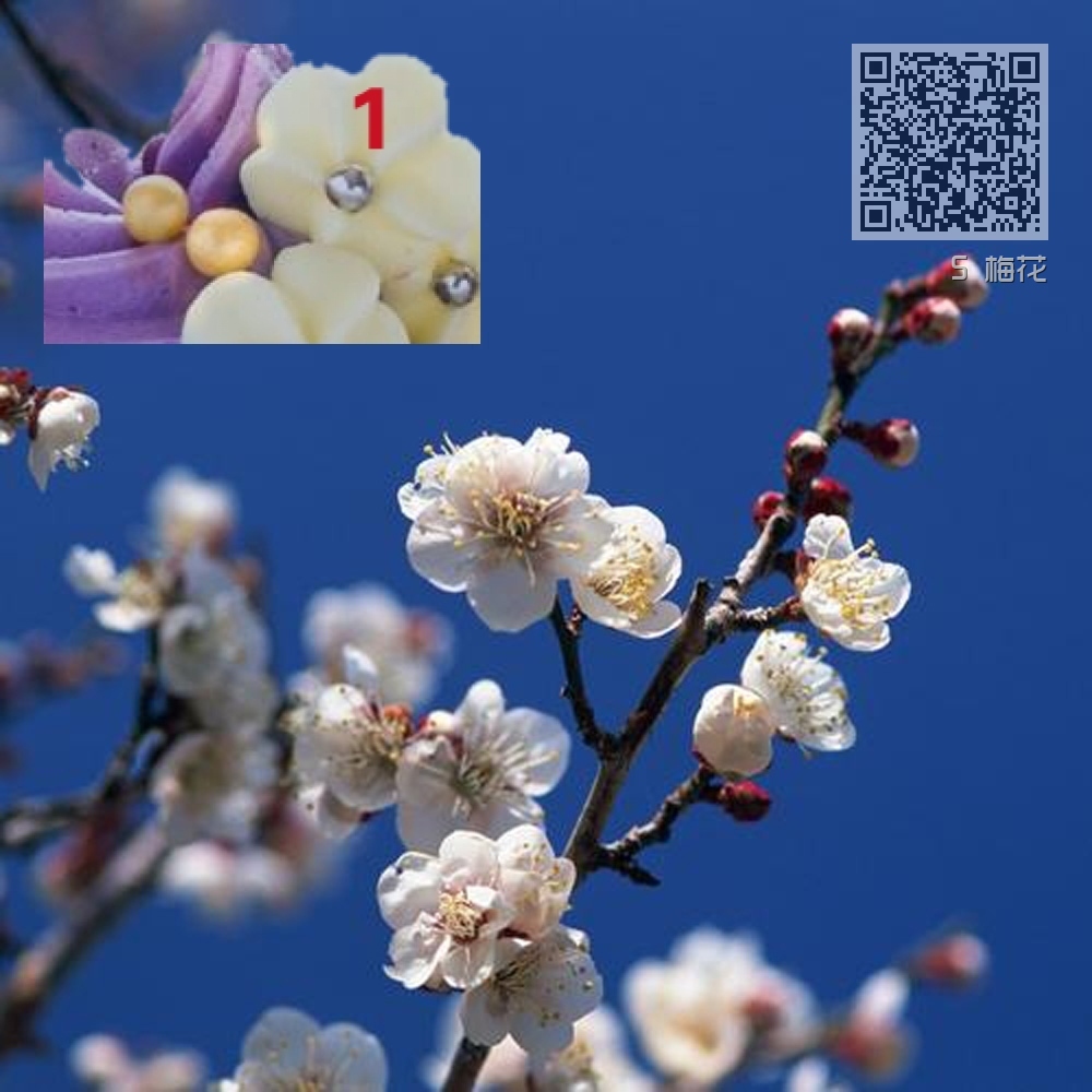 5 梅花 5 梅花