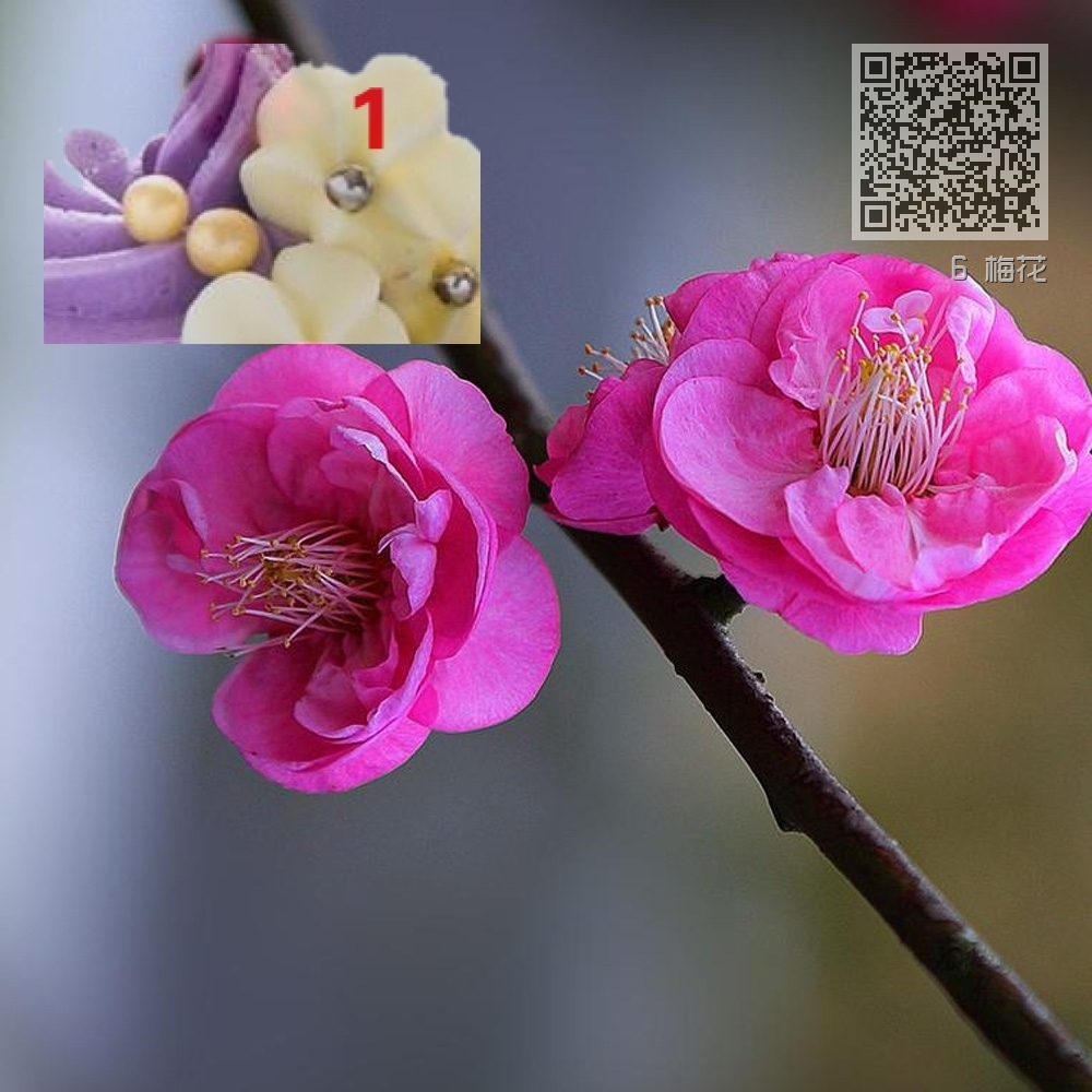 6 梅花 6 梅花