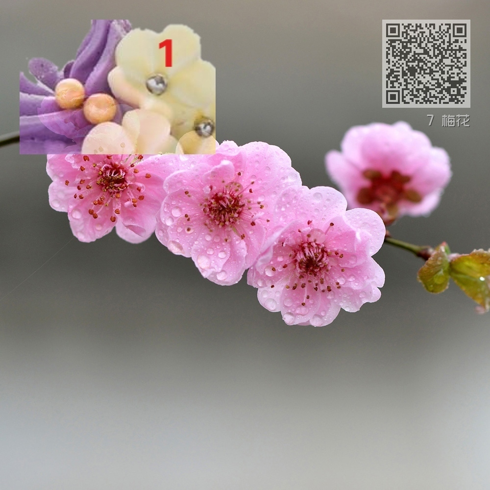 7 梅花 7 梅花