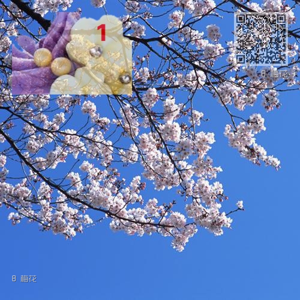 8 梅花 8 梅花