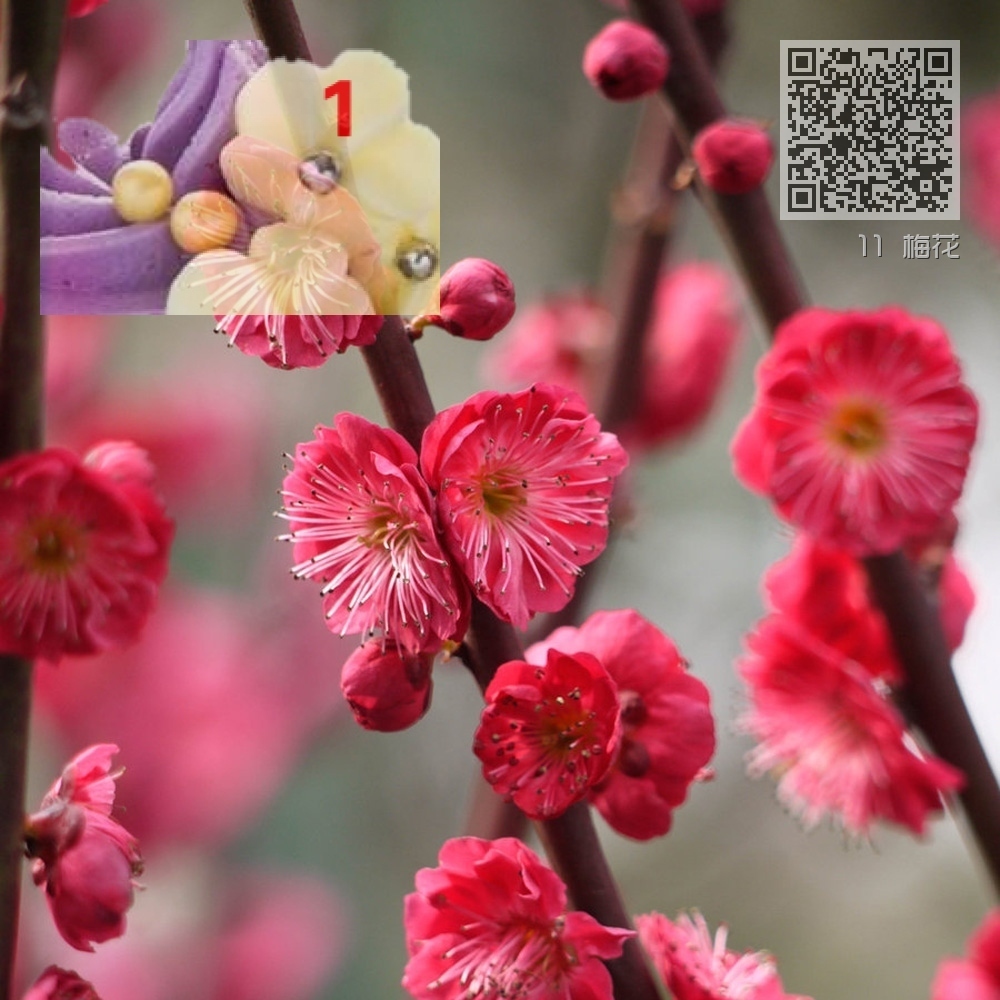 11 梅花 11 梅花
