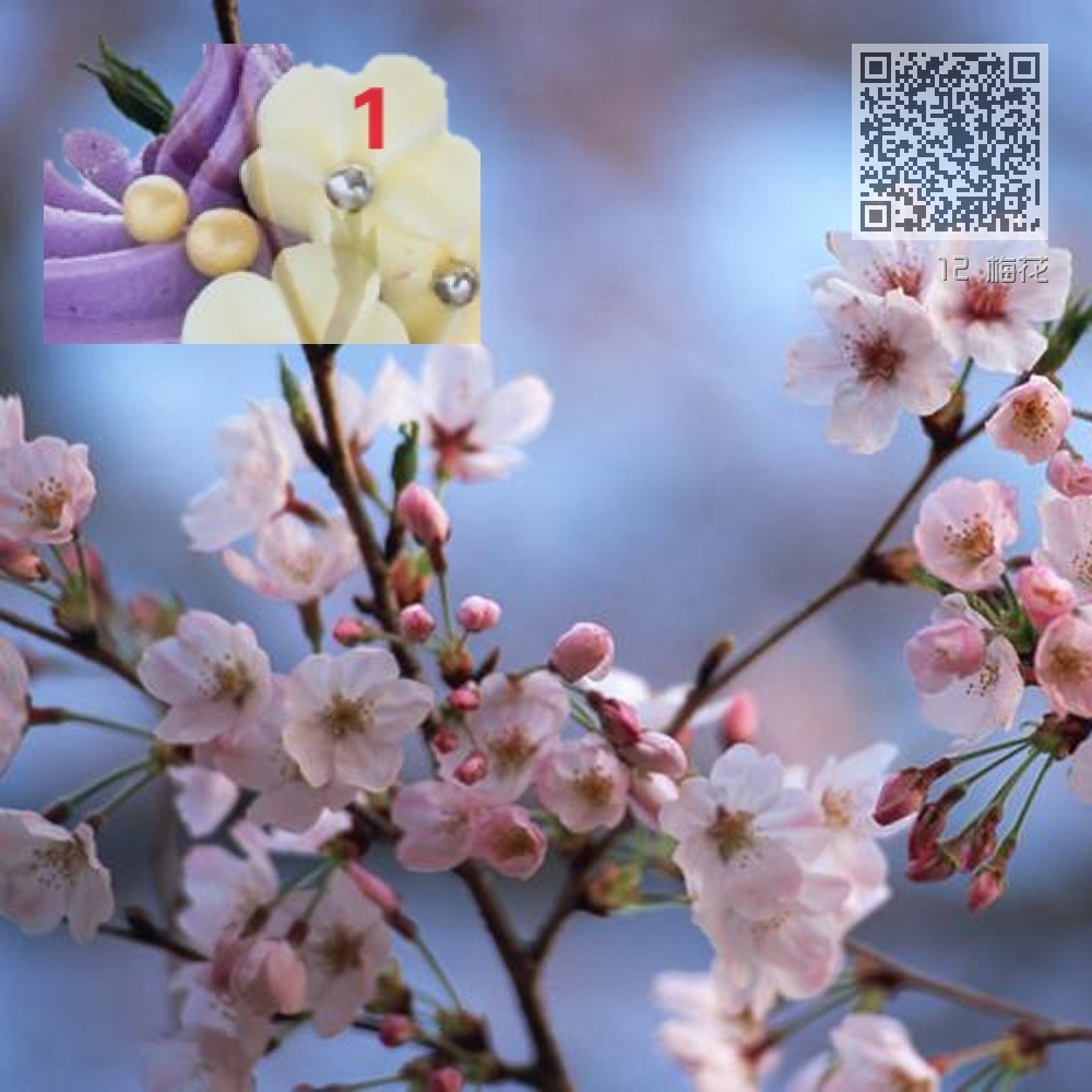 12 梅花 12 梅花