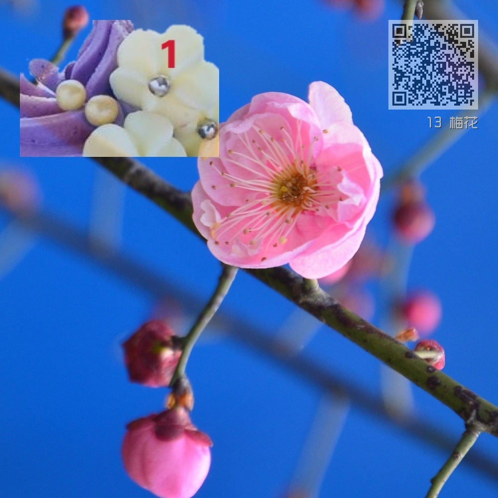 13 梅花 13 梅花