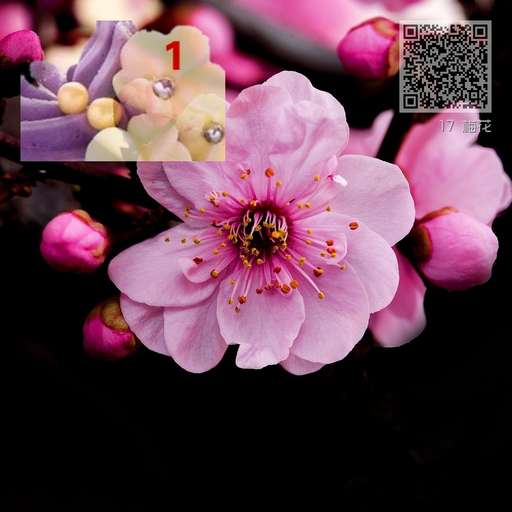 17 梅花 17 梅花
