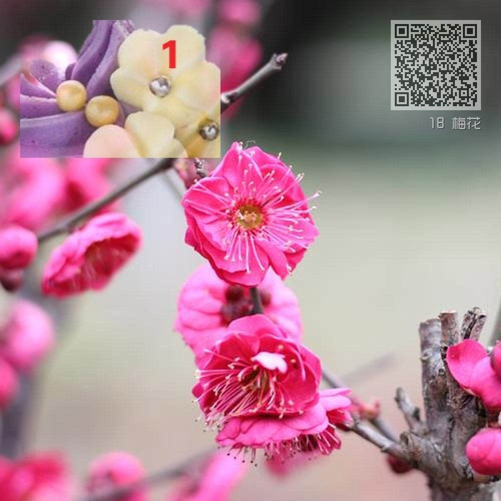 18 梅花 18 梅花