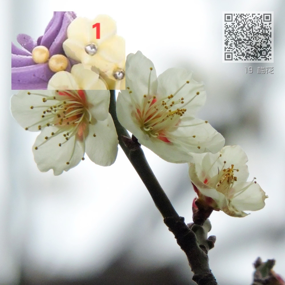 19 梅花 19 梅花