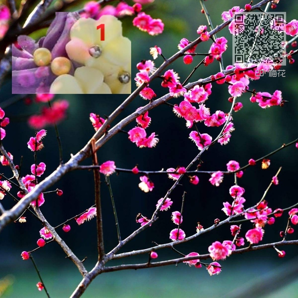 20 梅花 20 梅花