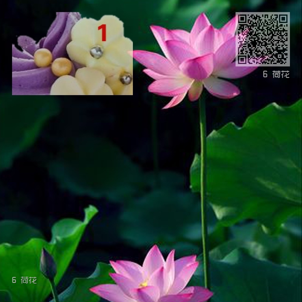 6 荷花 6 荷花