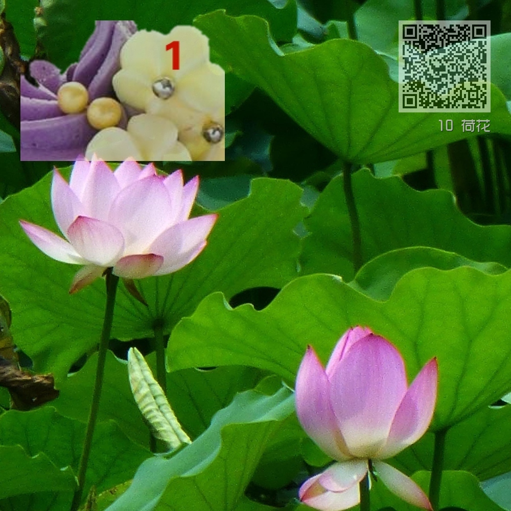 10 荷花 10 荷花