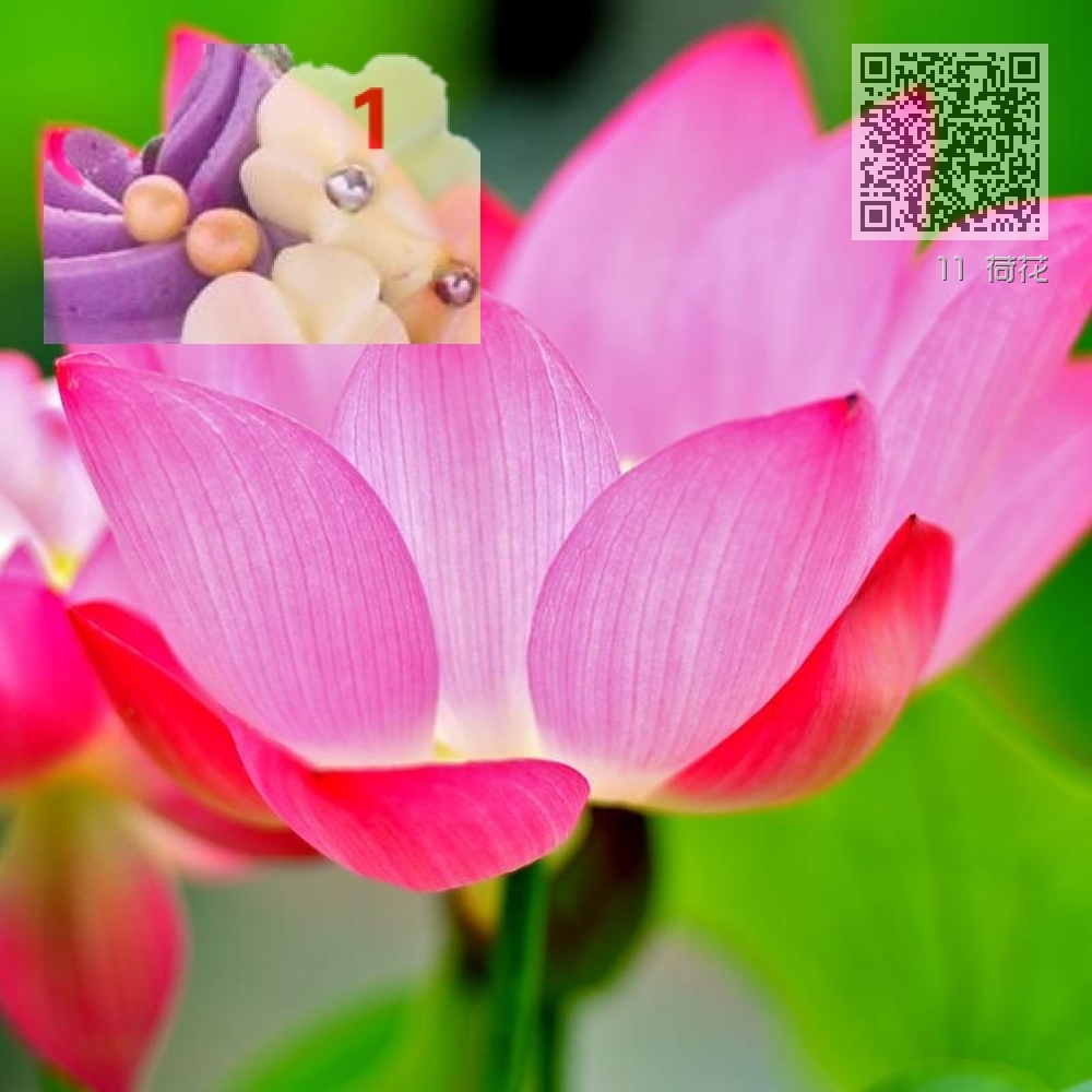 11 荷花 11 荷花