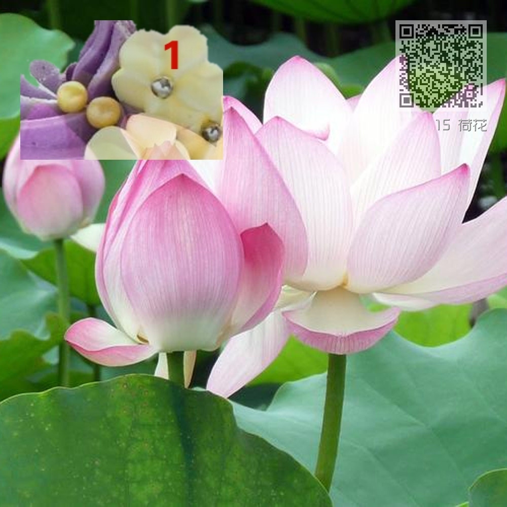 15 荷花 15 荷花