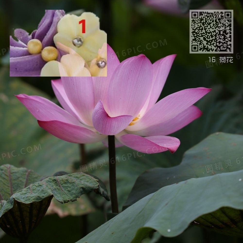 16 荷花 16 荷花