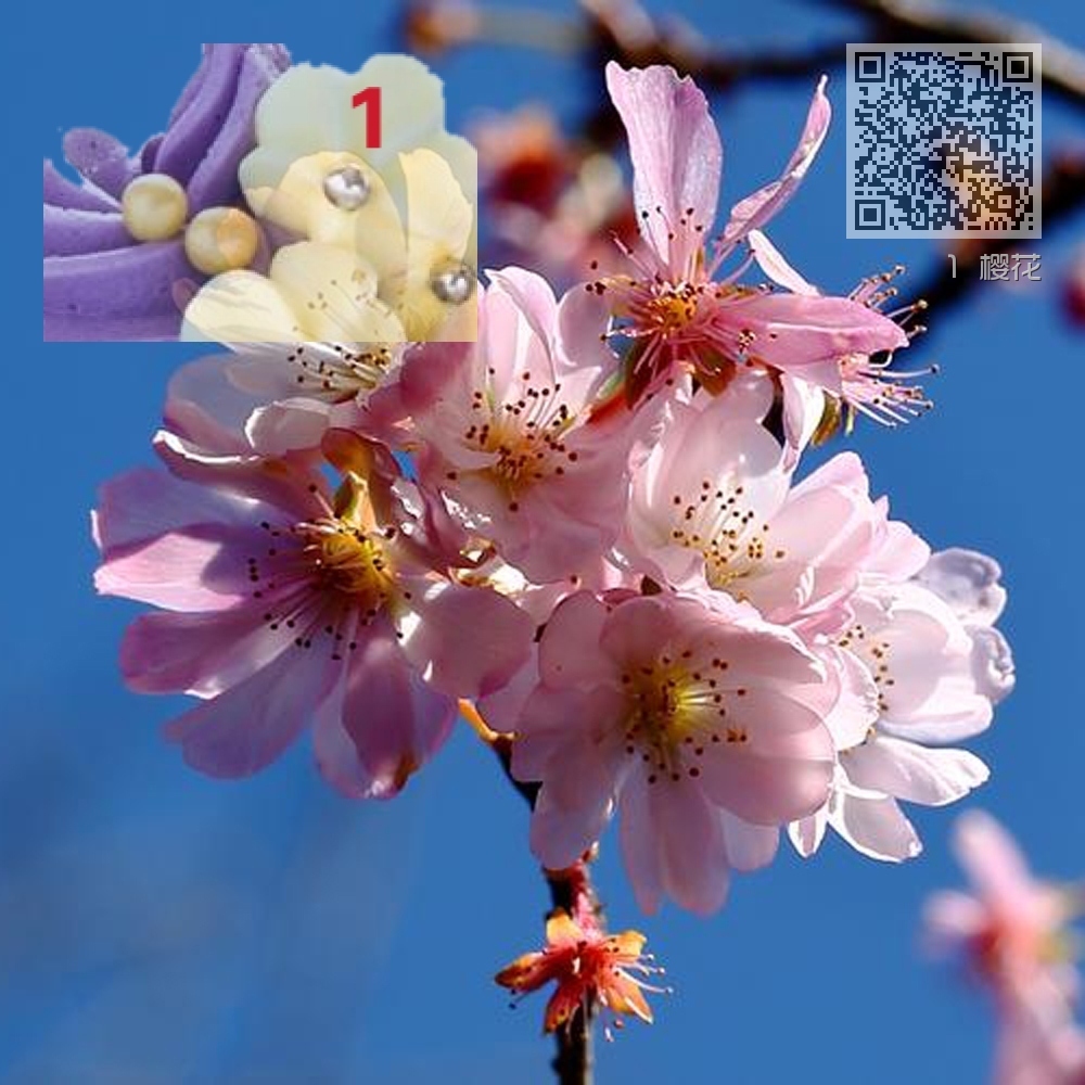 1 樱花 1 樱花