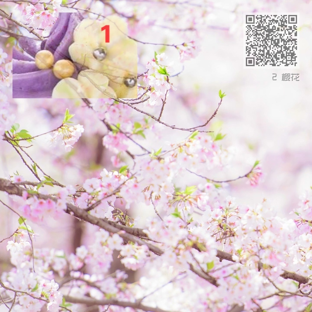 2 樱花 2 樱花