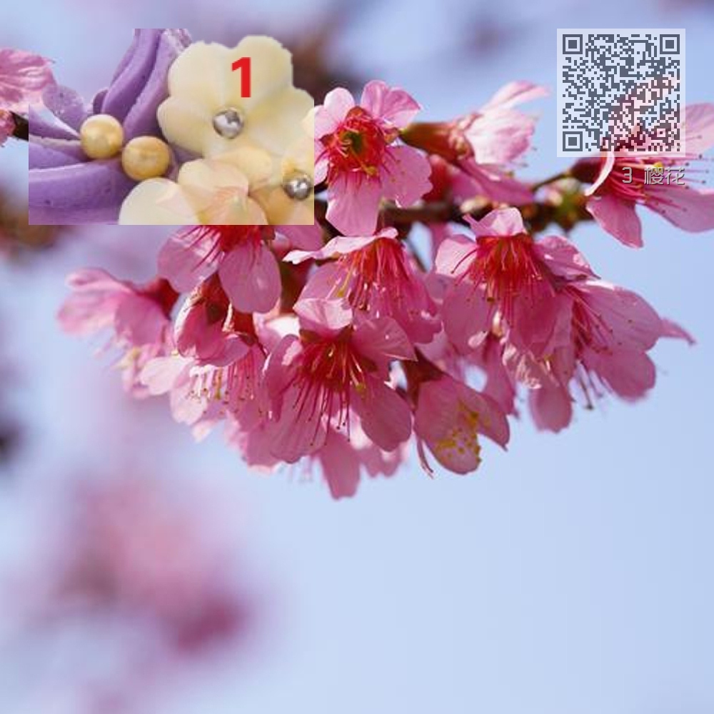 3 樱花 3 樱花