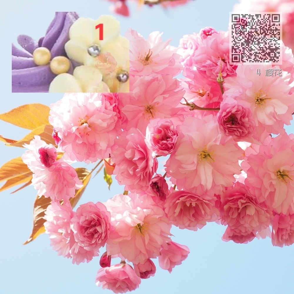 4 樱花