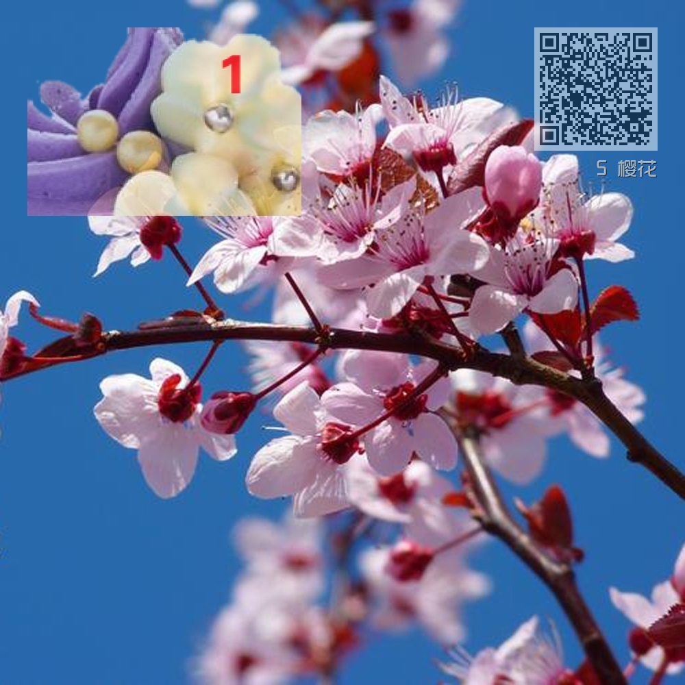 5 樱花 5 樱花