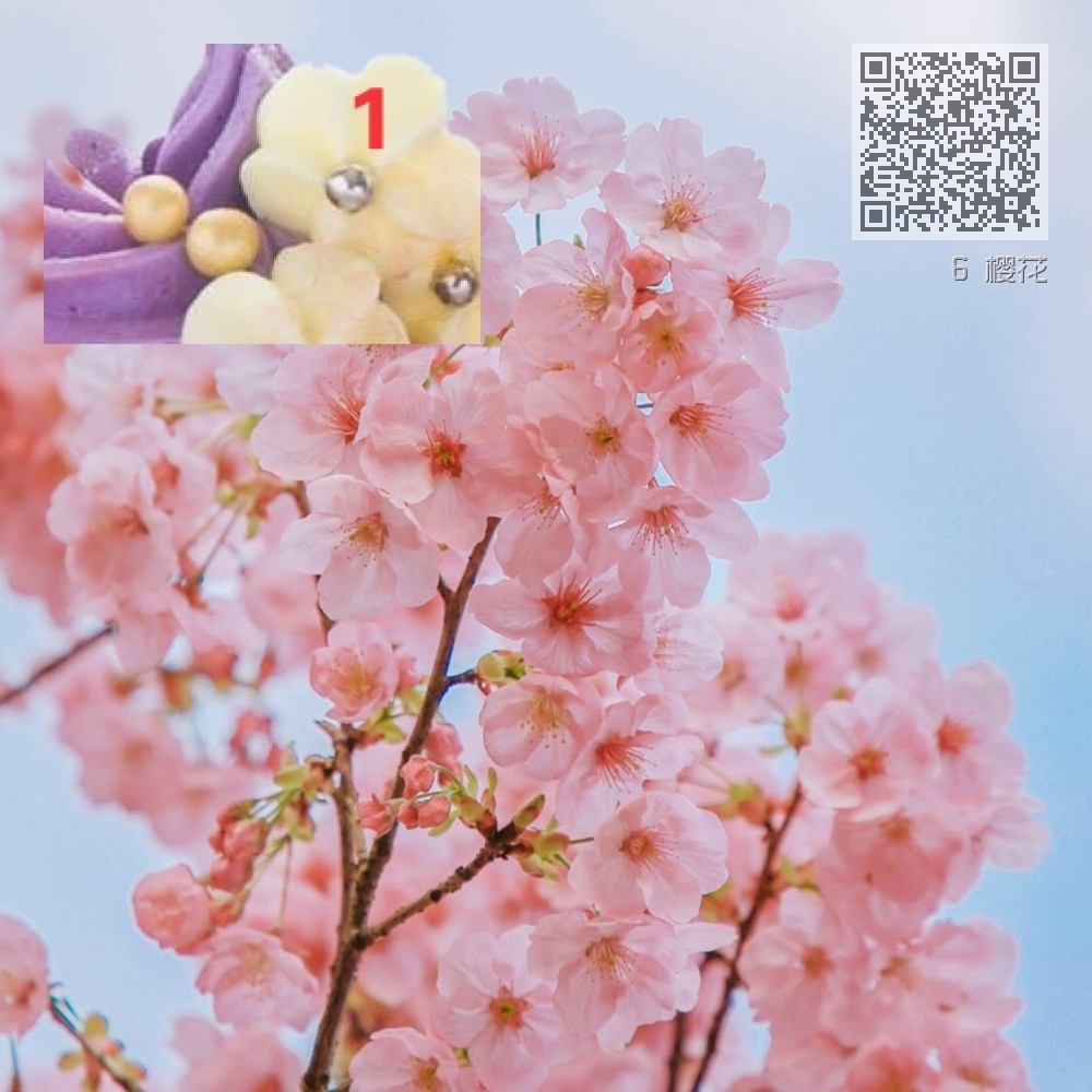 6 樱花 6 樱花