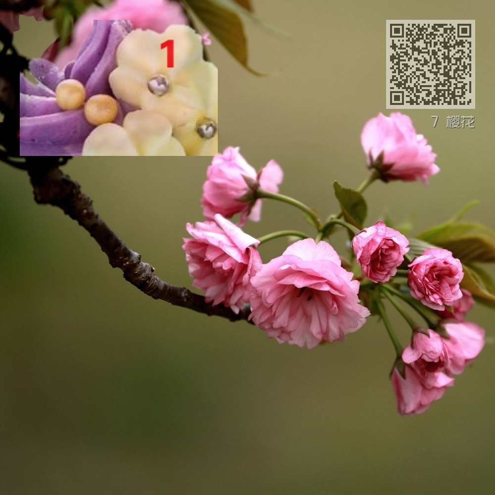 7 樱花 7 樱花