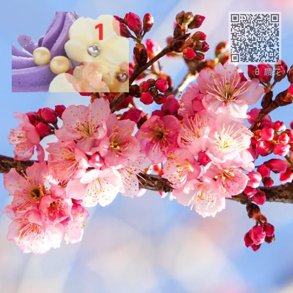 8 樱花