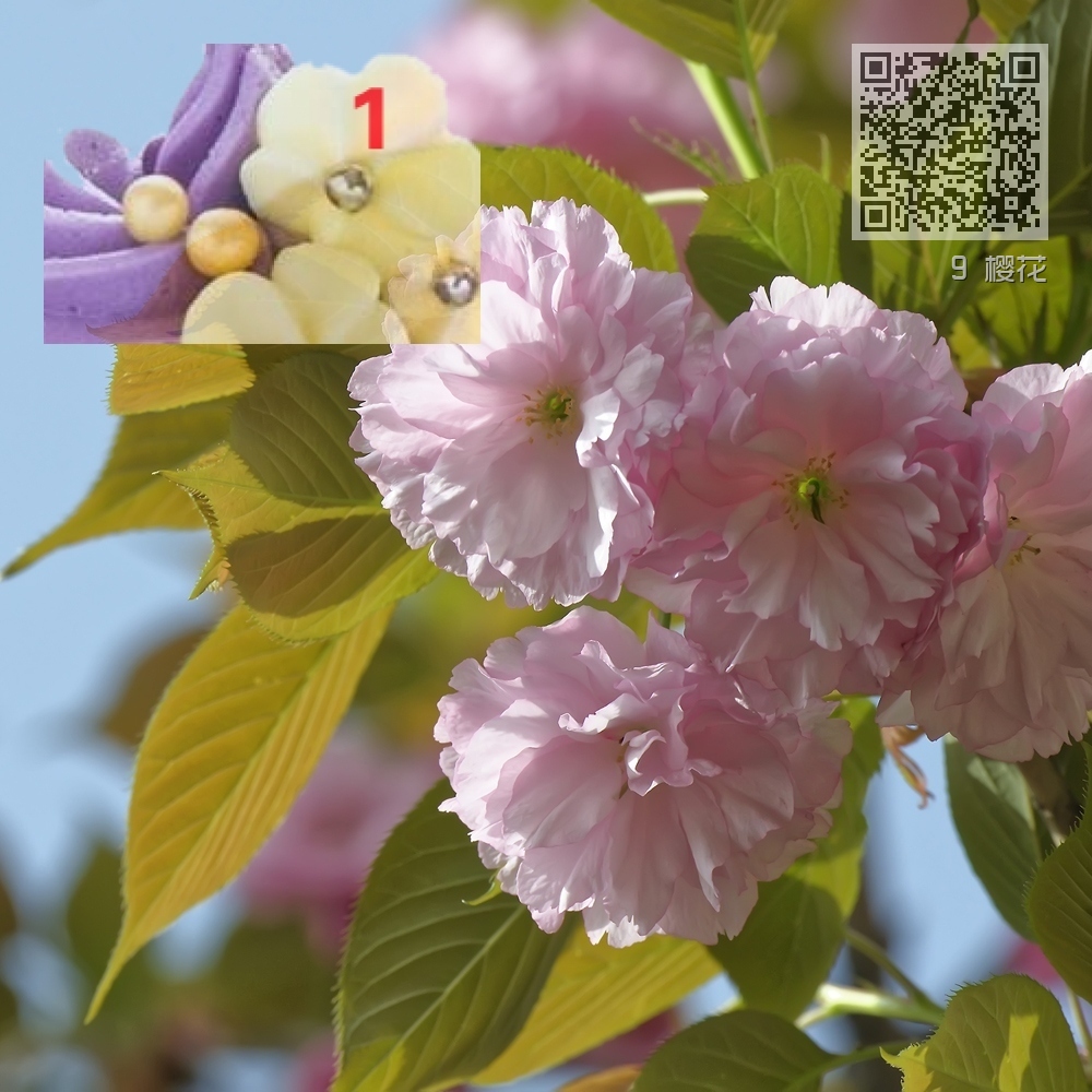9 樱花 9 樱花