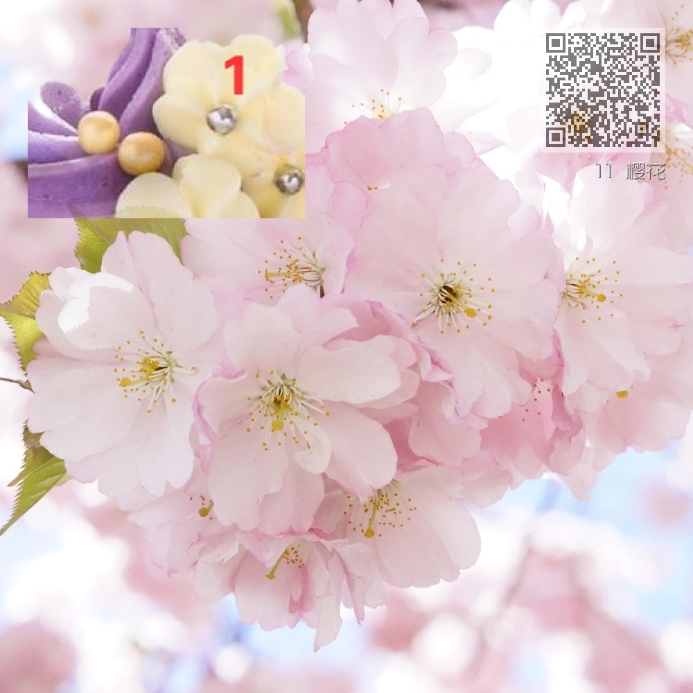 11 樱花 11 樱花