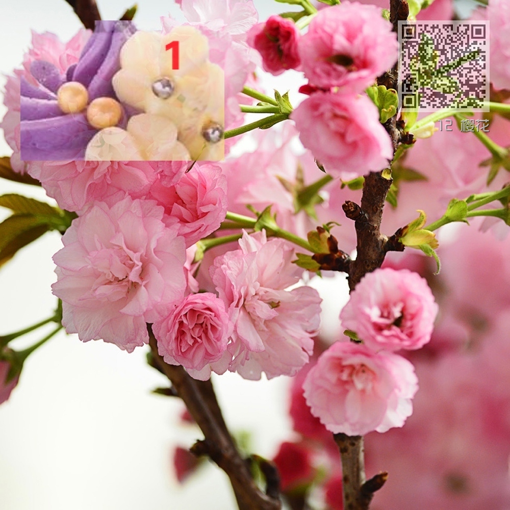 12 樱花 12 樱花