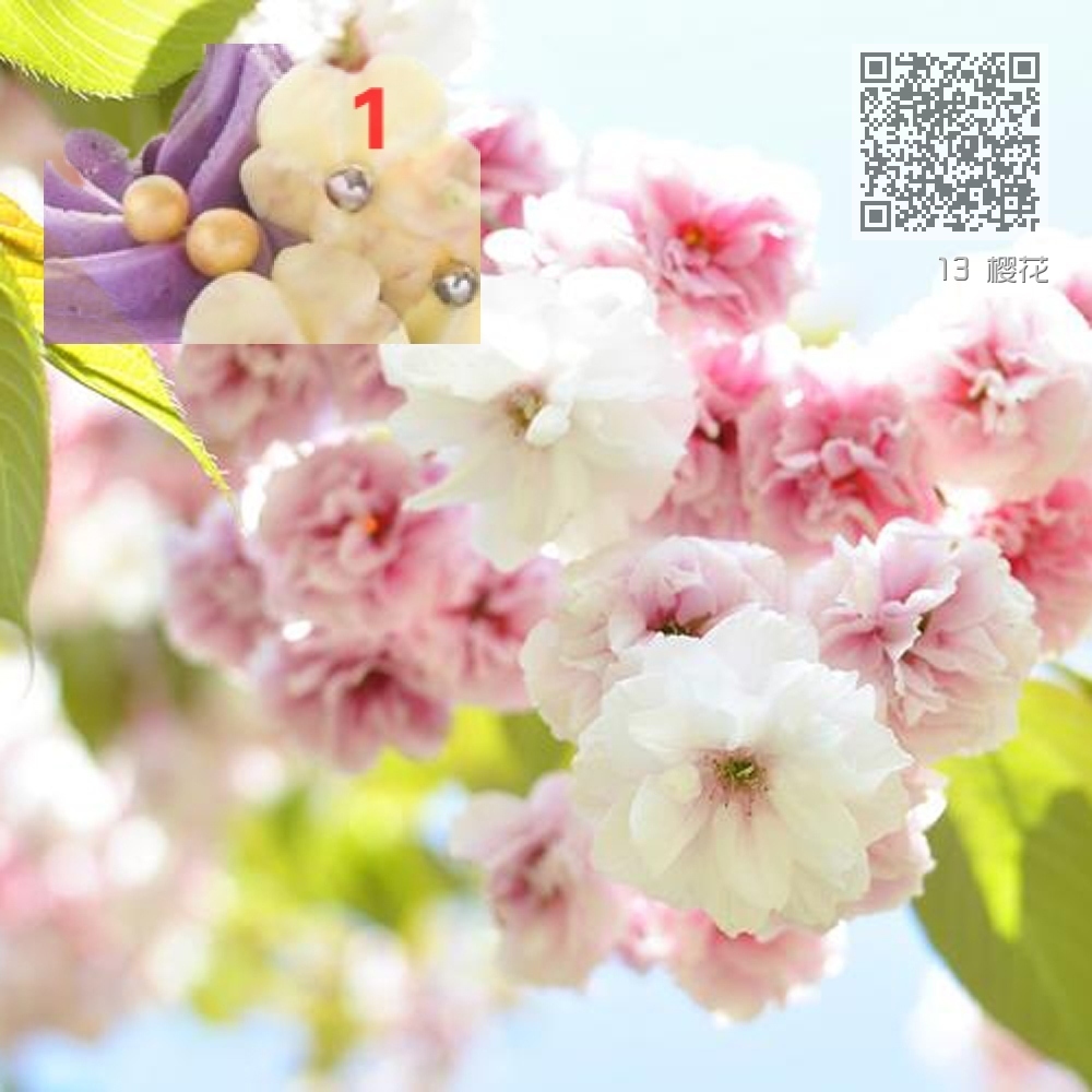 13 樱花 13 樱花