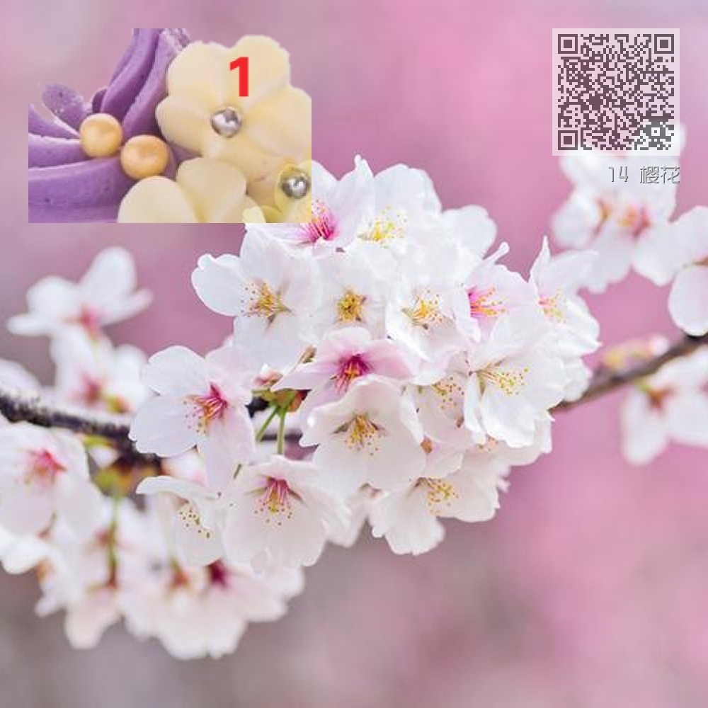 14 樱花 14 樱花