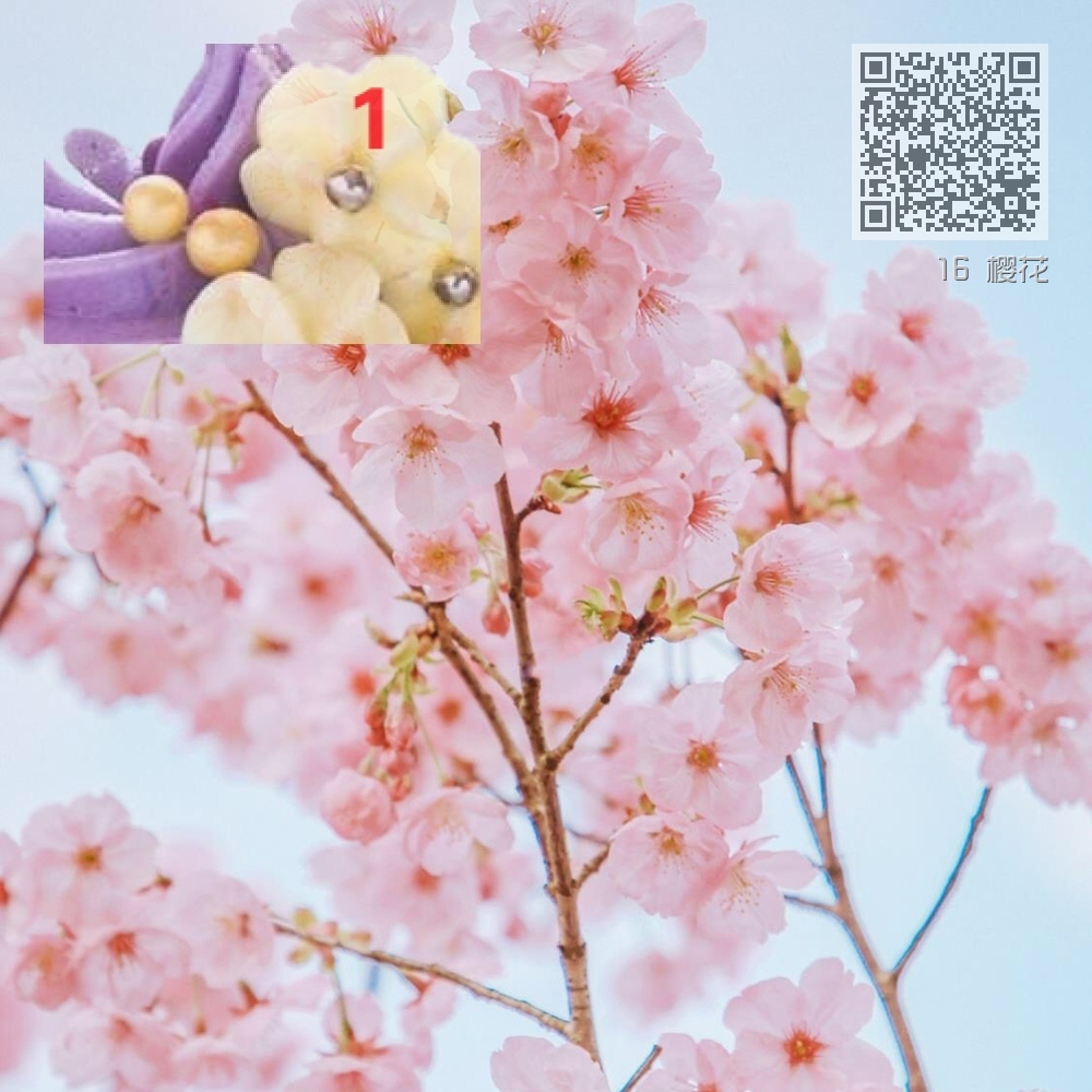 16 樱花 16 樱花