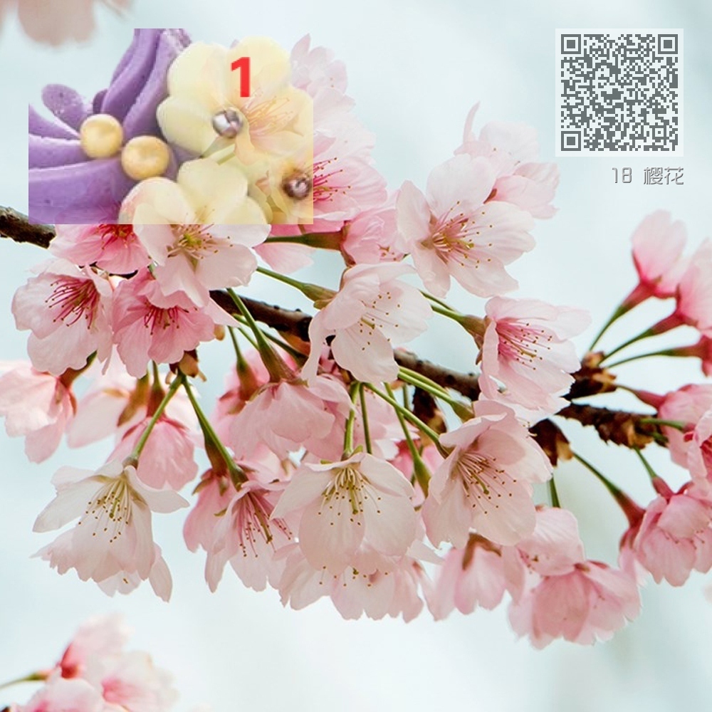 18 樱花 18 樱花