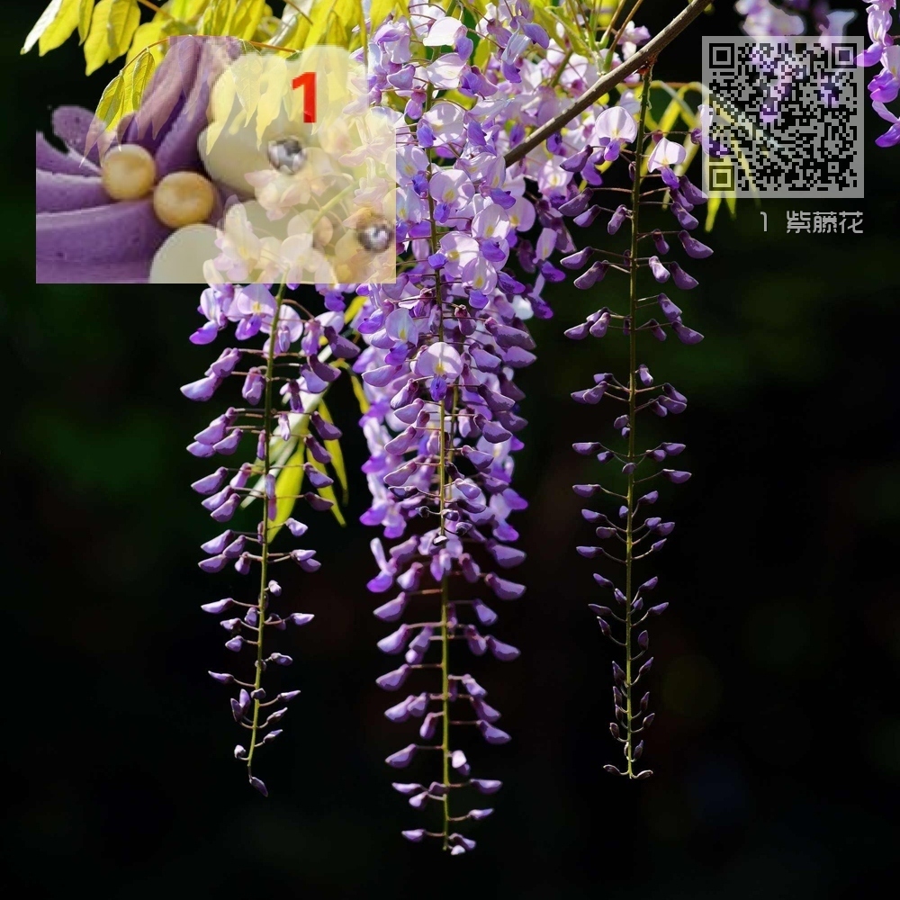 1 紫藤花 1 紫藤花
