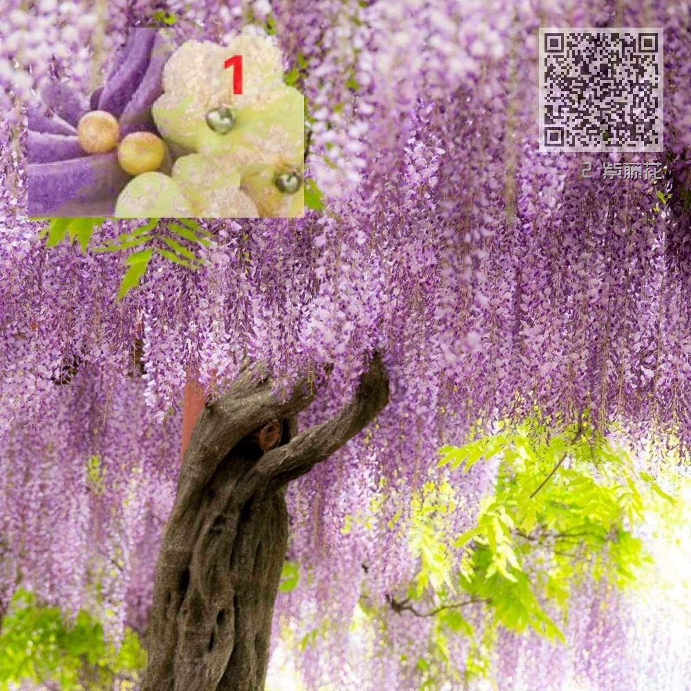 2 紫藤花 2 紫藤花
