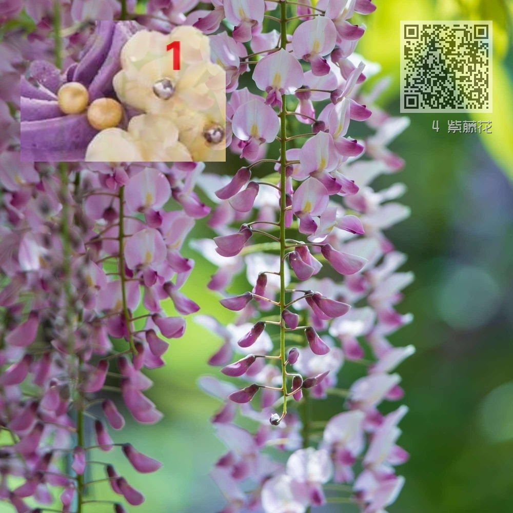 4 紫藤花 4 紫藤花