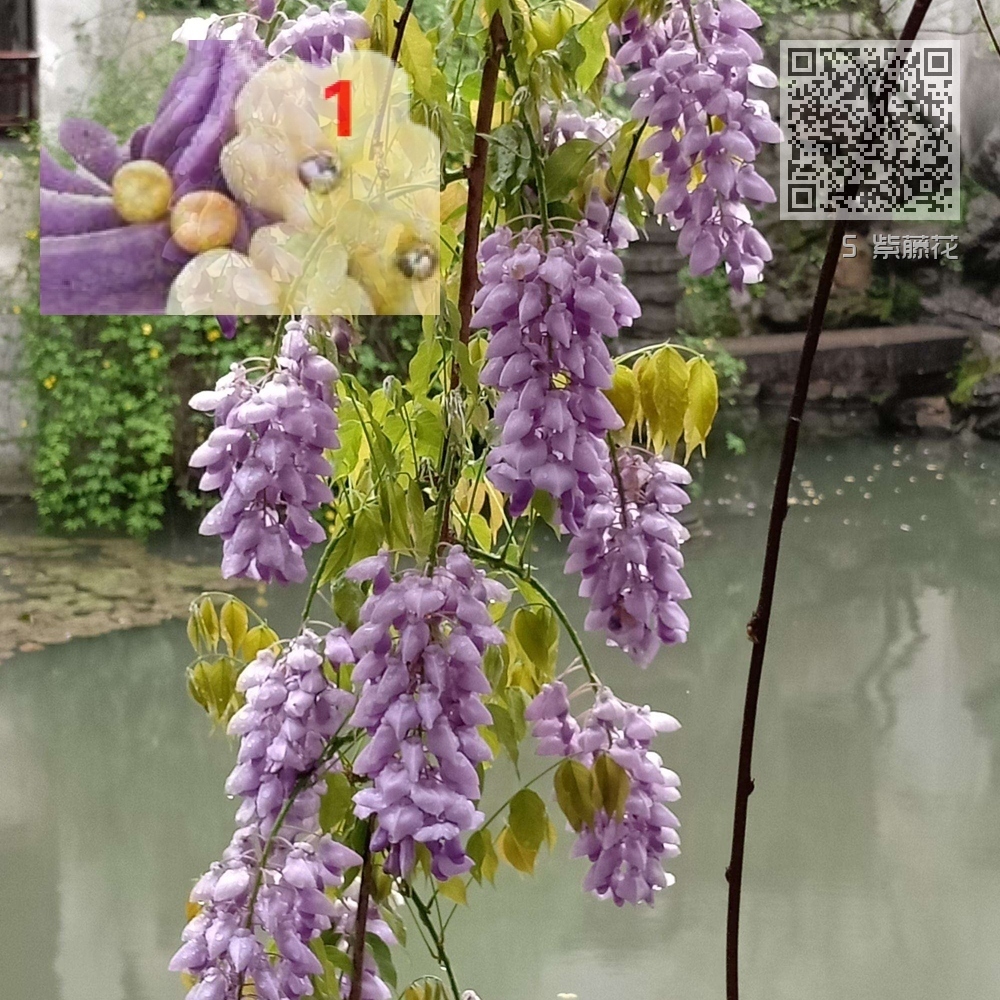 5 紫藤花 5 紫藤花