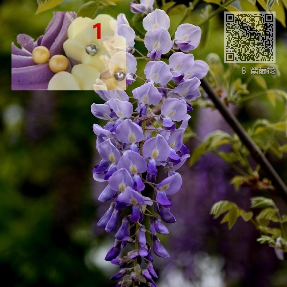 6 紫藤花 6 紫藤花