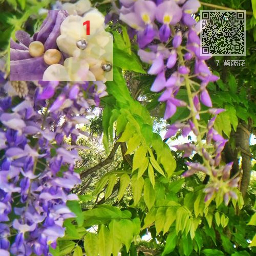 7 紫藤花 7 紫藤花