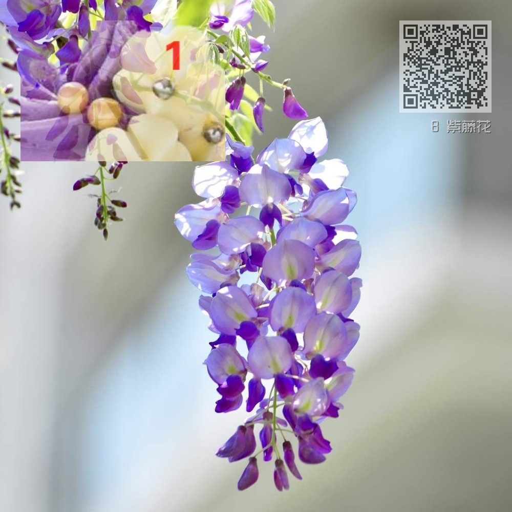 8 紫藤花 8 紫藤花